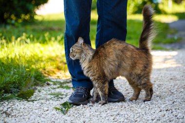 Bir kedi bir insanın dostudur. Kedi kendini adamın bacaklarına siler. Dost canlısı bir hayvan sahibiyle yürür.