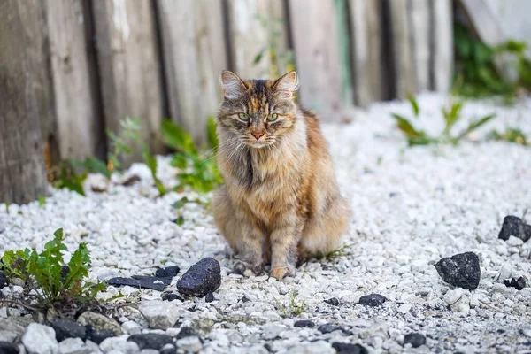 Portrait Friendly Fluffy Kitty Brown Mottled Cat Sitting Waiting Someone — Stock Photo, Image