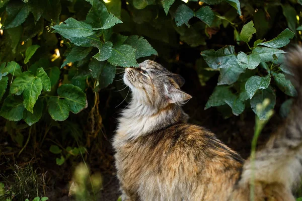 Cat Sniffs Smells Colorful Fluffy Cat Foliage Shrubs — Stock Photo, Image