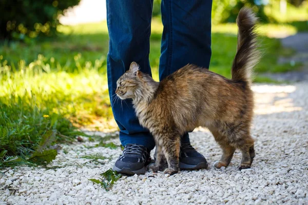 Котенок Друг Человека Кот Вытирается Ноги Человека Дружелюбный Питомец Гуляет Лицензионные Стоковые Фото