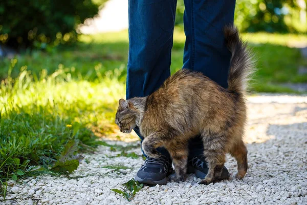 Friendship Animal Person Cat Rubs Man Legs Asks Him Stroke — Stock Photo, Image