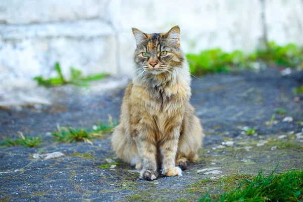 Portrait Fluffy Friendly Kitty Cat Sitting Spot Waiting Someone — Stock Photo, Image