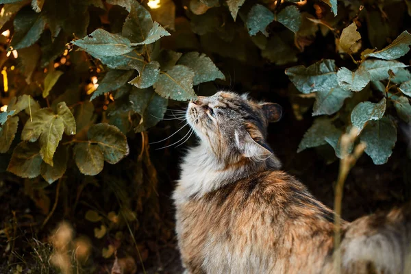Cat Sniffs Smells Colorful Fluffy Cat Foliage Shrubs — Stock Photo, Image