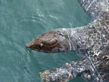 Dalaman Nehri Nil kaplumbağası (Trionyx triunguis).