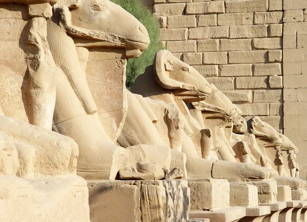 Sfenks Luxor'deki / daki ram'ın kafasıyla cadde — Stok fotoğraf