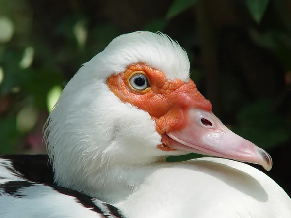 Pižmový kachny (Cairina moschata) — Stock fotografie