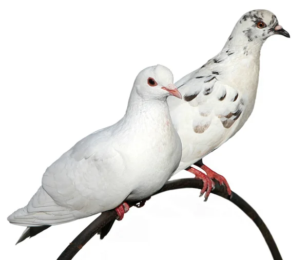 Two pigeons — Stock Photo, Image