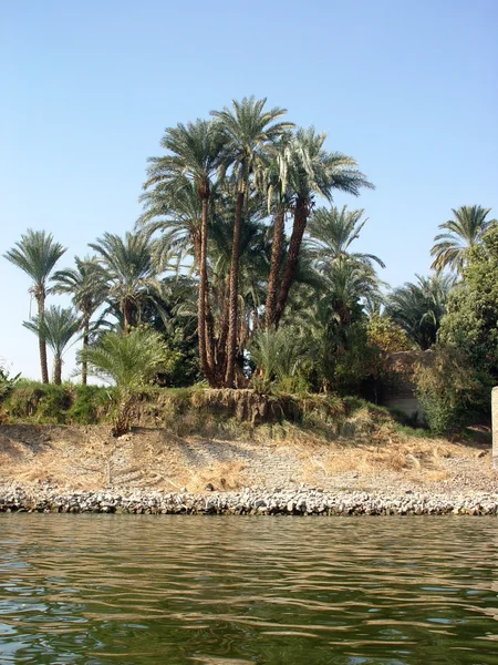 Palmer på stranden av Nilen — Stockfoto