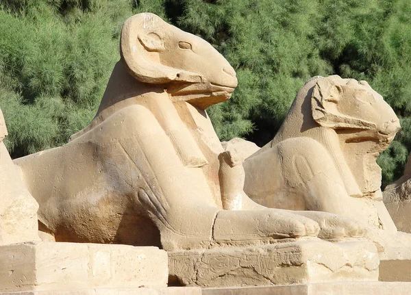 Aleja sfinksów z głowa barana w Luksorze — Zdjęcie stockowe