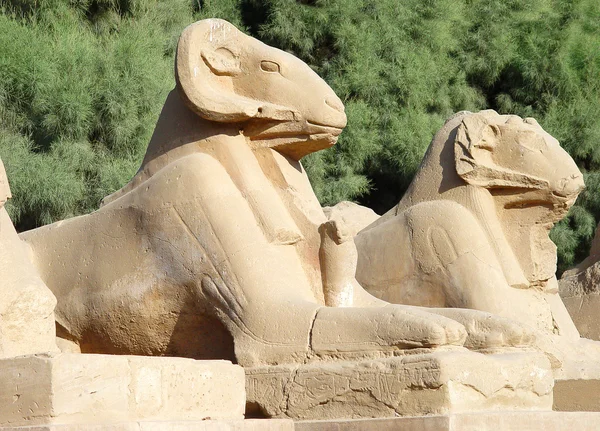 Sfenks Luxor'deki / daki ram'ın kafasıyla cadde — Stok fotoğraf