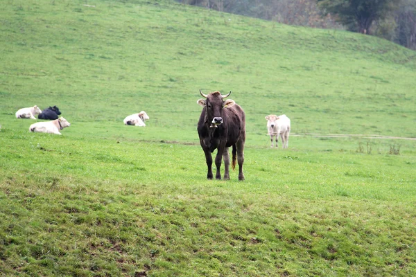 Αγελάδες που βόσκουν στους βοσκότοπους — Φωτογραφία Αρχείου