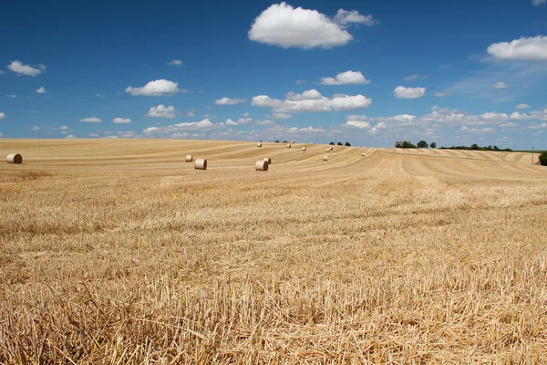 Remove wheat field — Stock Photo, Image