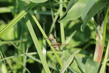 Çimlerin üzerinde oturan çekirge.