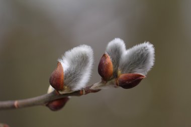 Çiçek açması Kukum sarı stil makro çekim