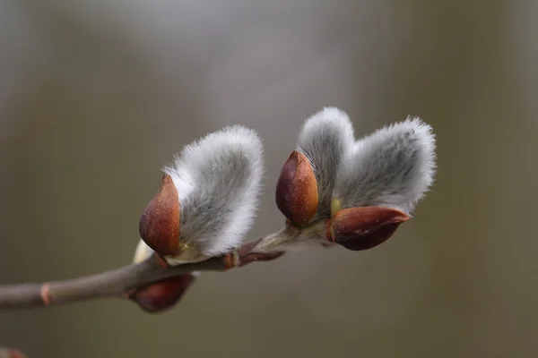 Plan macro de style jaune de saule-chatte en fleurs — Photo