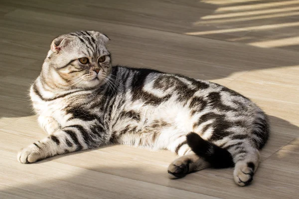 Britânico gato shorthair — Fotografia de Stock