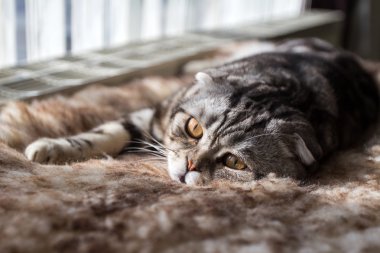 İngiliz kısa hava kedisi