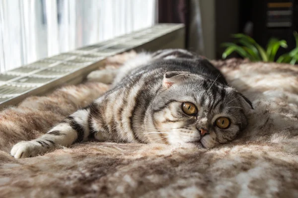 Gatto stenodrammatico britannico — Foto Stock