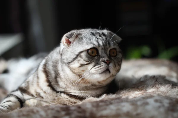 British Shorthair Cat — Stock Photo, Image