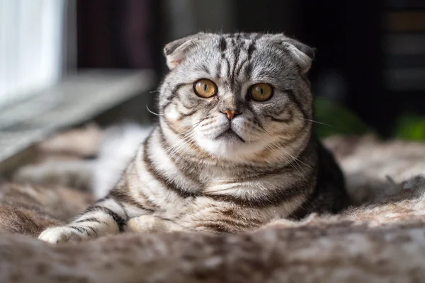 Británico taquigrafía gato — Foto de Stock