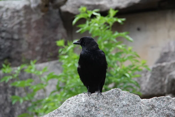Cuervo negro sentado en una roca —  Fotos de Stock