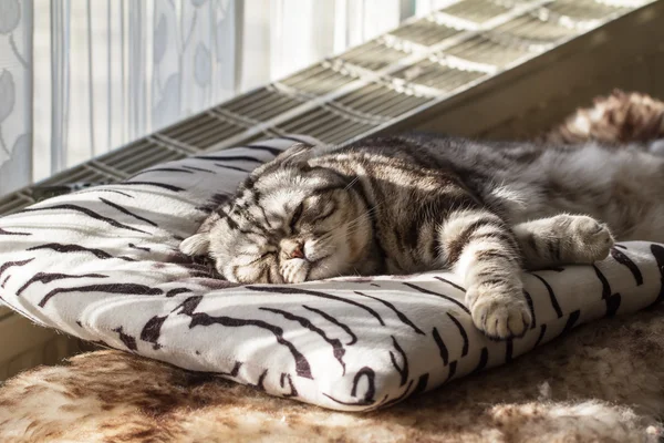 Gatto stenodrammatico britannico — Foto Stock