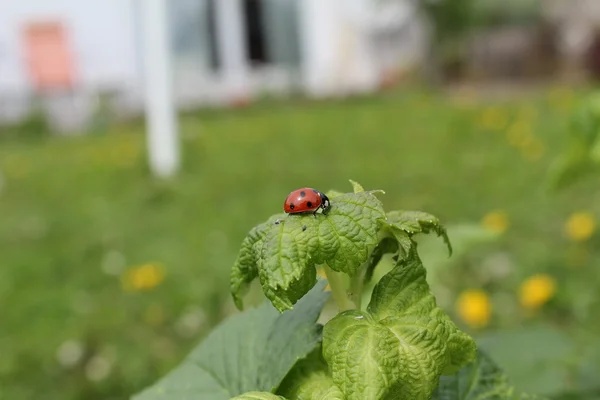 Joaninha sentada em uma planta — Fotografia de Stock