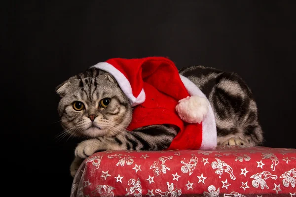 Britânico gatinho shorthair — Fotografia de Stock