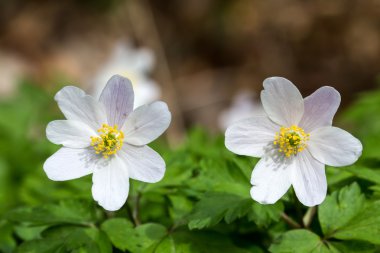 Anemon / güzel bahar çiçekleri