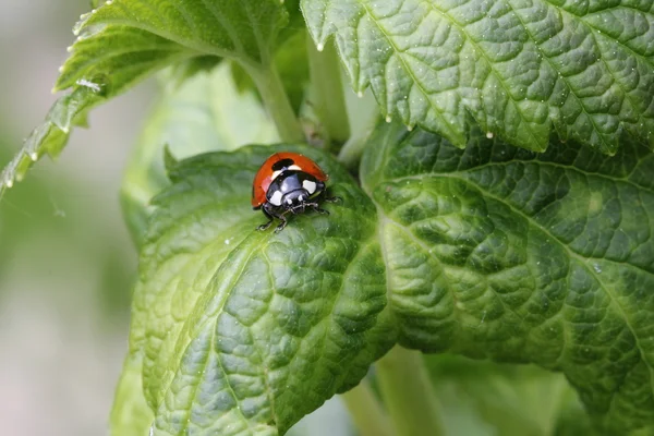 Ladybird sitting on a plant — Stock Photo, Image