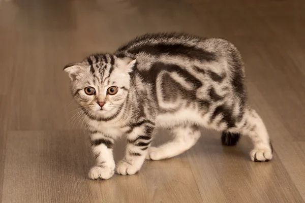 Gatto stenodrammatico britannico — Foto Stock