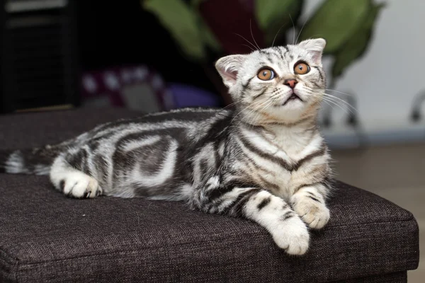 Britânico gato shorthair — Fotografia de Stock