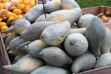  Çok renkli dekoratif kabaklar Sonbahar Festivali