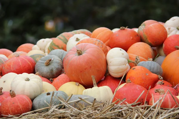 Mångfärgade dekorativa pumpor på höstens festival — Stockfoto