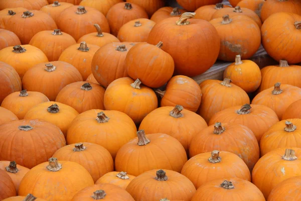 Citrouilles décoratives multicolores sur le festival d'automne — Photo