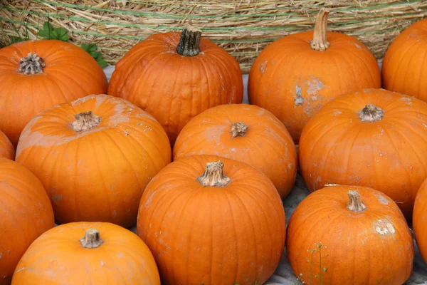 Bunte Zierkürbisse beim Herbstfest — Stockfoto