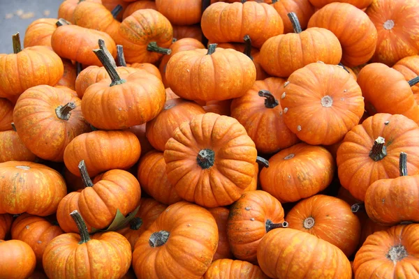 Bunte Zierkürbisse beim Herbstfest — Stockfoto