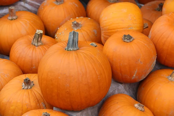 Multicolored decorative pumpkins on autumn festival Stock Image