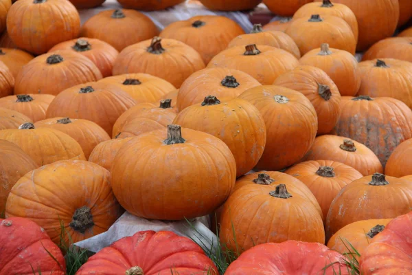 Citrouilles décoratives multicolores sur le festival d'automne — Photo