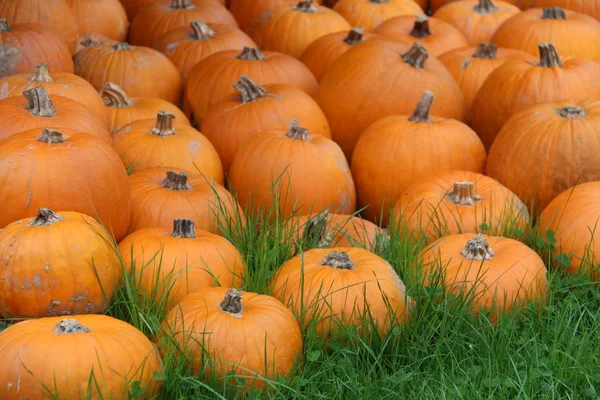 Citrouilles décoratives multicolores sur le festival d'automne — Photo