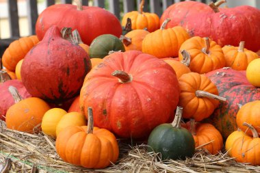 Multicolored decorative pumpkins on autumn festival clipart