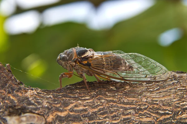Cicada / Insetos que vivem nos países do sul — Fotografia de Stock