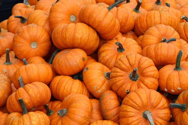 Bunte Zierkürbisse beim Herbstfest — Stockfoto