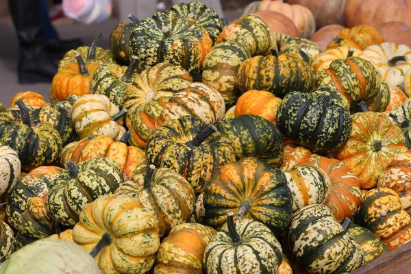 Citrouilles décoratives multicolores sur le festival d'automne — Photo