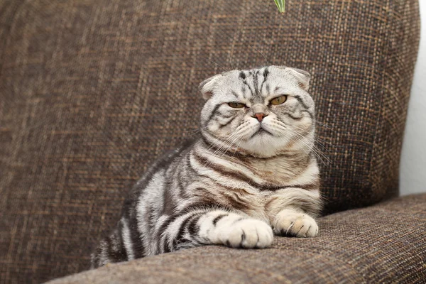 Gato / gato británico de taquigrafía — Foto de Stock