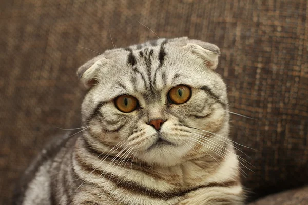 Cat / British Shorthair Cat — Stok Foto