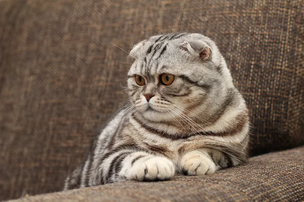 고양이 / 영국 쇼트헤어 고양이 — 스톡 사진