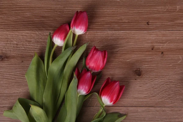 Belles tulipes rouges — Photo