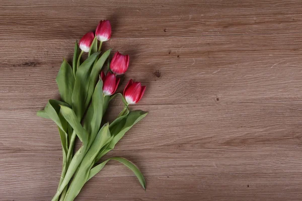 Belles tulipes rouges — Photo