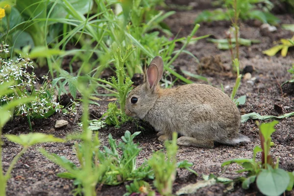 Yerde oturan küçük tavşan — Stok fotoğraf
